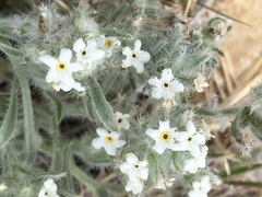 Johnstonella