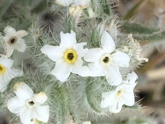 Johnstonella