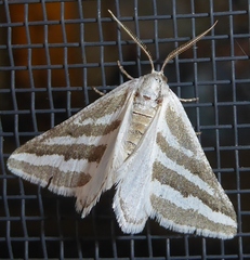 Euaspilates spinataria