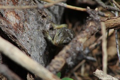 Elgaria coerulea palmeri