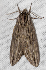 Sphinx canadensis