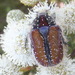 Southern Cape Protea Chafer - Photo (c) Nicola van Berkel, some rights reserved (CC BY-SA), uploaded by Nicola van Berkel