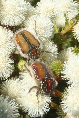 Trichostetha capensis hottentotta