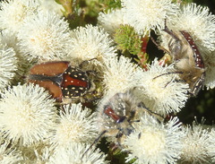Trichostetha capensis hottentotta