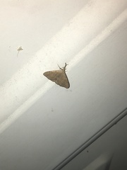 Phalaenostola metonalis