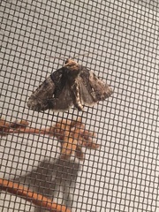 Chytonix palliatricula
