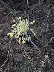 Allium flavum flavum