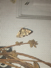 Chytonix palliatricula
