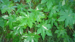 Ricinus communis