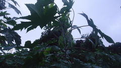 Ricinus communis
