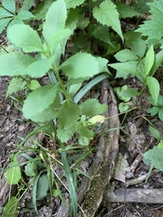 Hylotelephium telephium