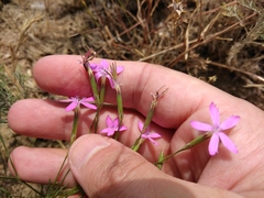 Dianthus bicolor