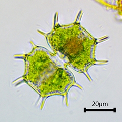 Xanthidium cristatum