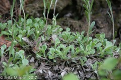 Antennaria neglecta