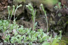 Antennaria neglecta