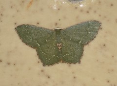 Chloropteryx nordicaria