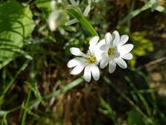 Cerastium arvense