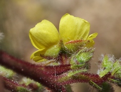 Crocanthemum greenei