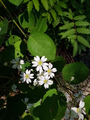 Cerastium arvense