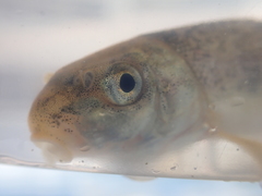 Catostomus