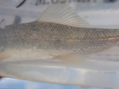 Catostomus