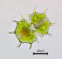 Xanthidium cristatum