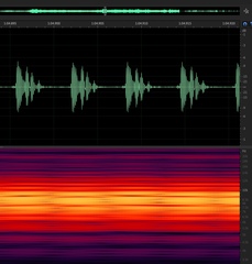 Diceroprocta aurantiaca