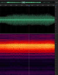 Diceroprocta aurantiaca