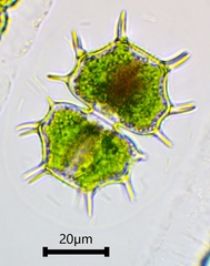 Xanthidium cristatum