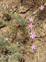 Dianthus bicolor