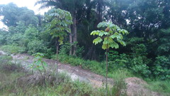 Cecropia palmata