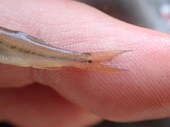 Ptychocheilus oregonensis