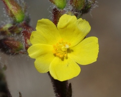 Crocanthemum greenei