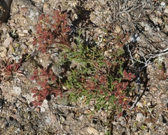 Crocanthemum greenei