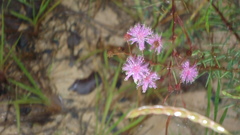 Mimosa somnians