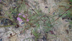Mimosa somnians