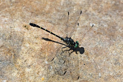 Stylogomphus sigmastylus