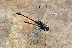 Stylogomphus sigmastylus