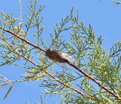 Diceroprocta eugraphica