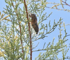 Diceroprocta eugraphica