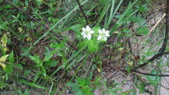 Lantana radula