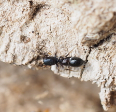 Leptorchestes berolinensis