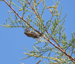 Diceroprocta eugraphica
