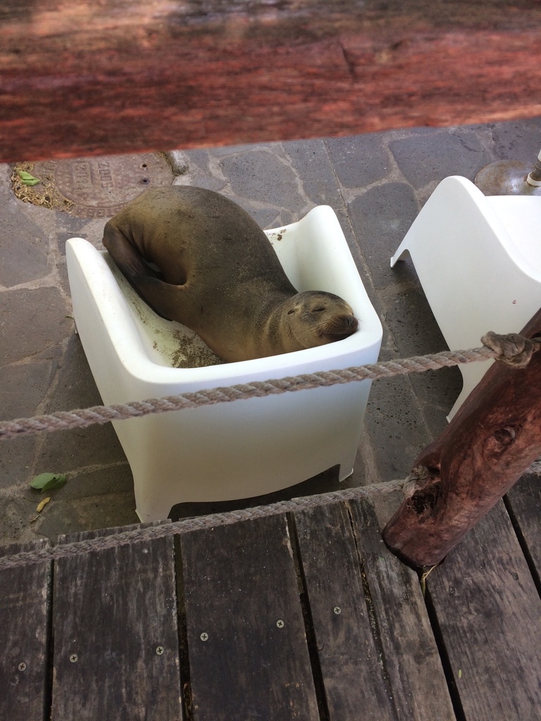 Photo of Galapagos Sea Lion (Zalophus wollebaeki)