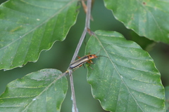 Metacantharis discoidea
