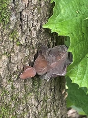 Auricularia