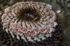 Mammillaria chionocephala