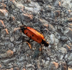 Hycleus scutellatus