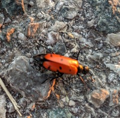 Hycleus scutellatus