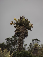 Espeletia barclayana